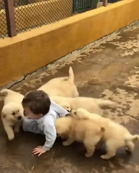 Kleinkind mit hunden