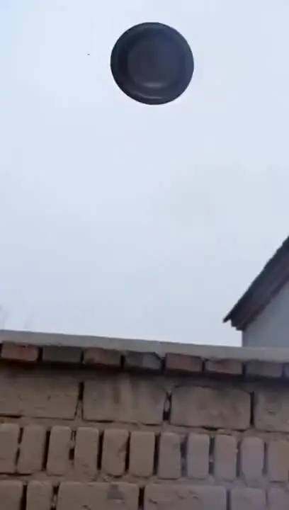 katzen die lachen