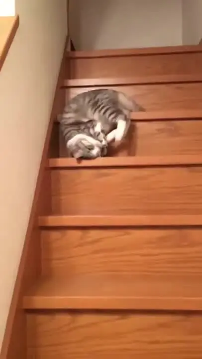 So eine faule Katze
