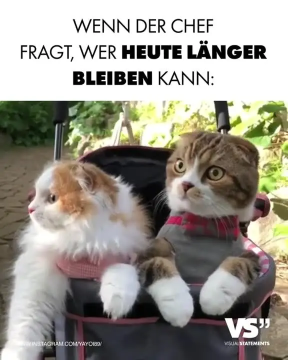 Katzen