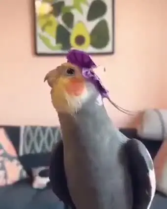 Nynfe