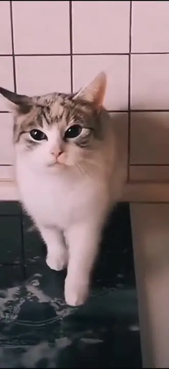 Süsse kleine sprechende Katze