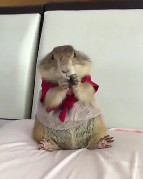 Hamster hat Hunger