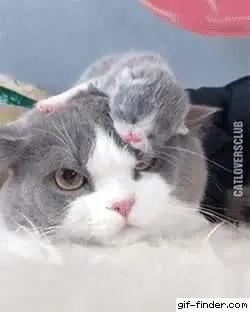 KATZENMAMA GANZ COOL UND SOOO SÜSS!